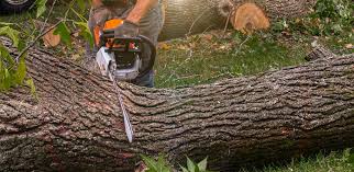 Best Tree Health Inspection  in Selden, NY