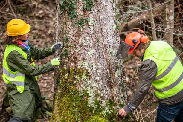How Our Tree Care Process Works  in  Selden, NY