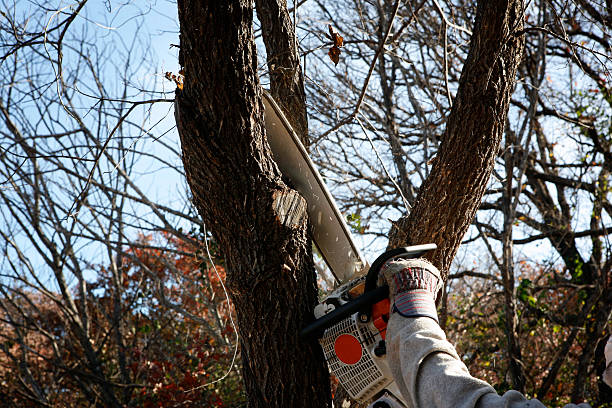 Selden, NY Tree Care Company