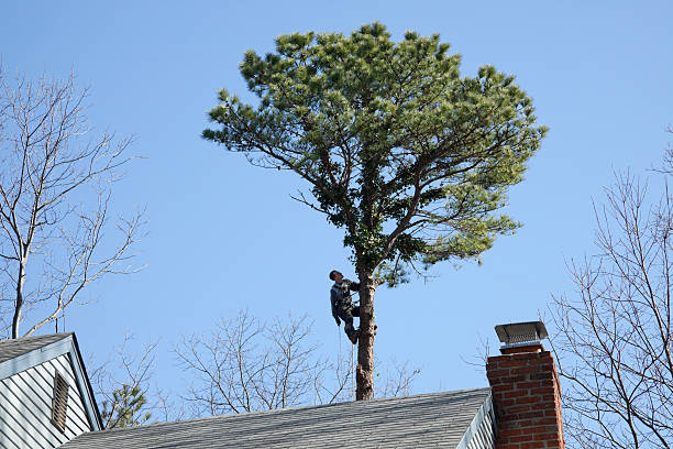 Best Root Management and Removal  in Selden, NY