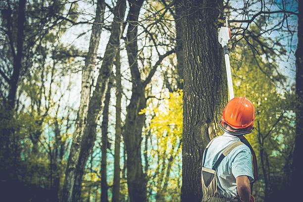 Best Soil Testing and Treatment  in Selden, NY